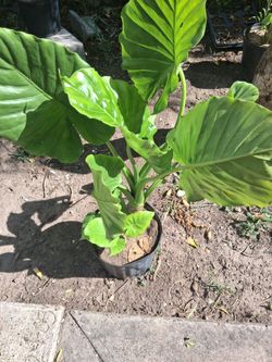 California  Elephant Ears