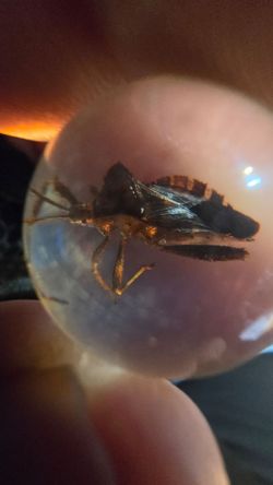 Acrylic bug marble