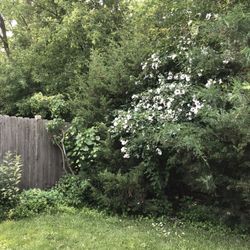 Rose Of Sharon And Mint Plants