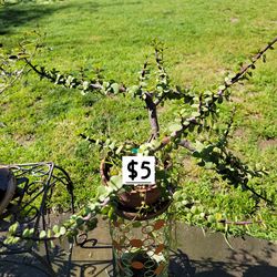 Elephant ear succulent plant