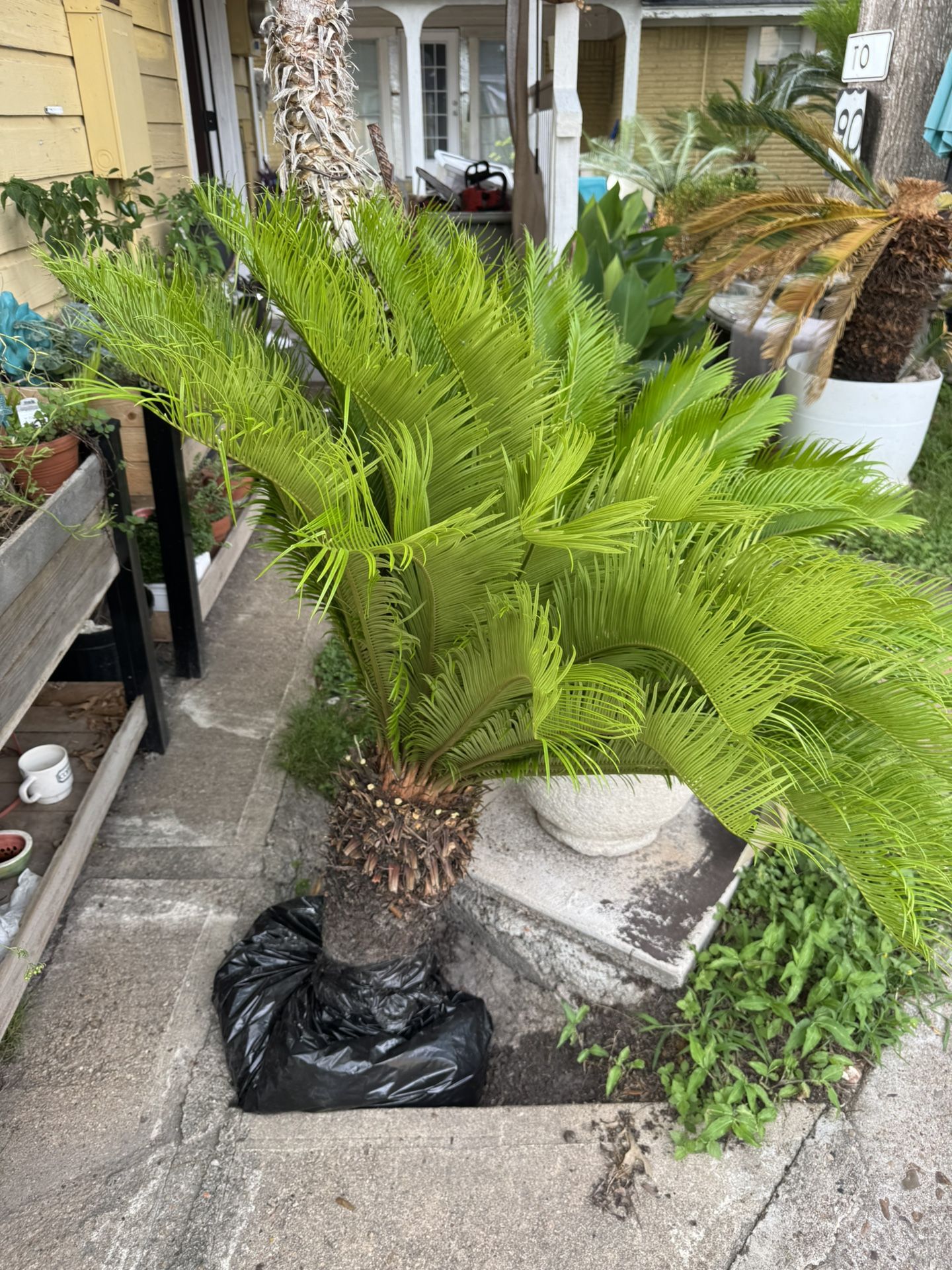 Sago Palm King Cycad