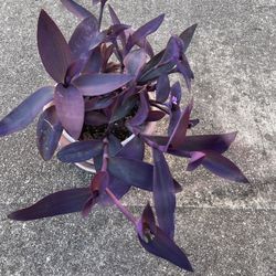 Purple Heart Wandering Jew  Pallida Purpurea Cactus Succulents 4"-6" long