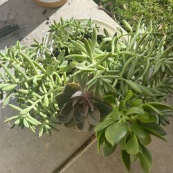 Succulents Pot 