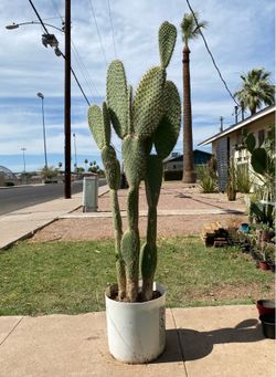 Prickly Pear Cactus Plant