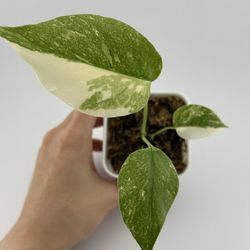 Monstera Thai Constellation