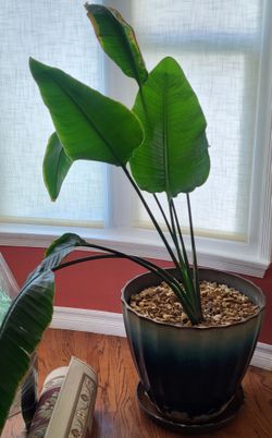 House Plant