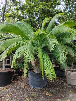 Dioon Palm 🌴 Exotic Palm Tree $975