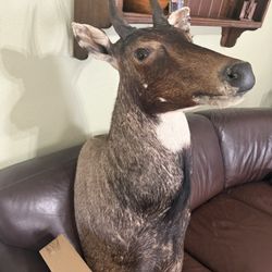Nilgai Bull Shoulder Mount Taxidermy South Texas 