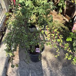 Planta de la abundancia
