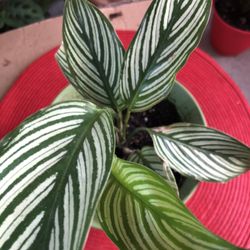 Calathea Ornata House Plant