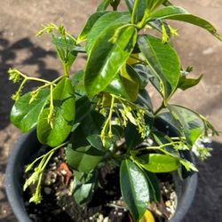Vine Jasmine Plans In One Gallon!23 Each Price Firm
