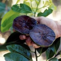 Exotic Black Sapote Tree 🌳🖤🖤