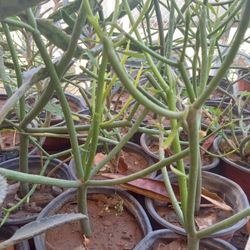 Fire Stick Plants $5 Each 