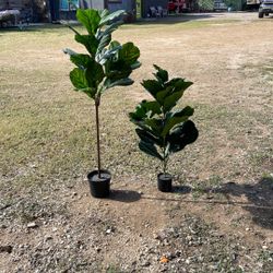 Basically Knew nothing coming off