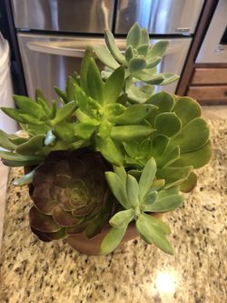 Succulents