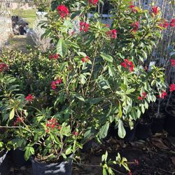 Jaltrafas 7gallones 5ft Tall 