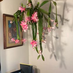 German Empress /Epithelium Orchid, Cactus