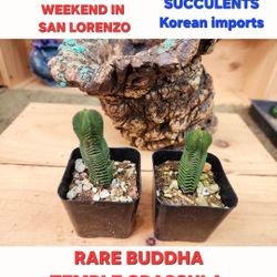 PLANT SALE SATURDAY NOON TIL 4PM SAN LORENZO  SKYLINE SUCCULENTS ☆ SEE U SATURDAY Buddha Temple $15 Each Rare
