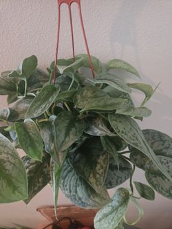 Satin Pothos Hanging Basket Plant