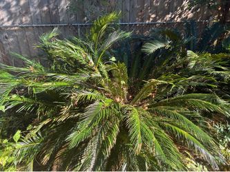 Sego palms. Large , healthy