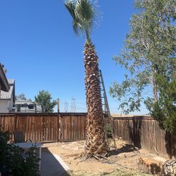 Mexican Palm