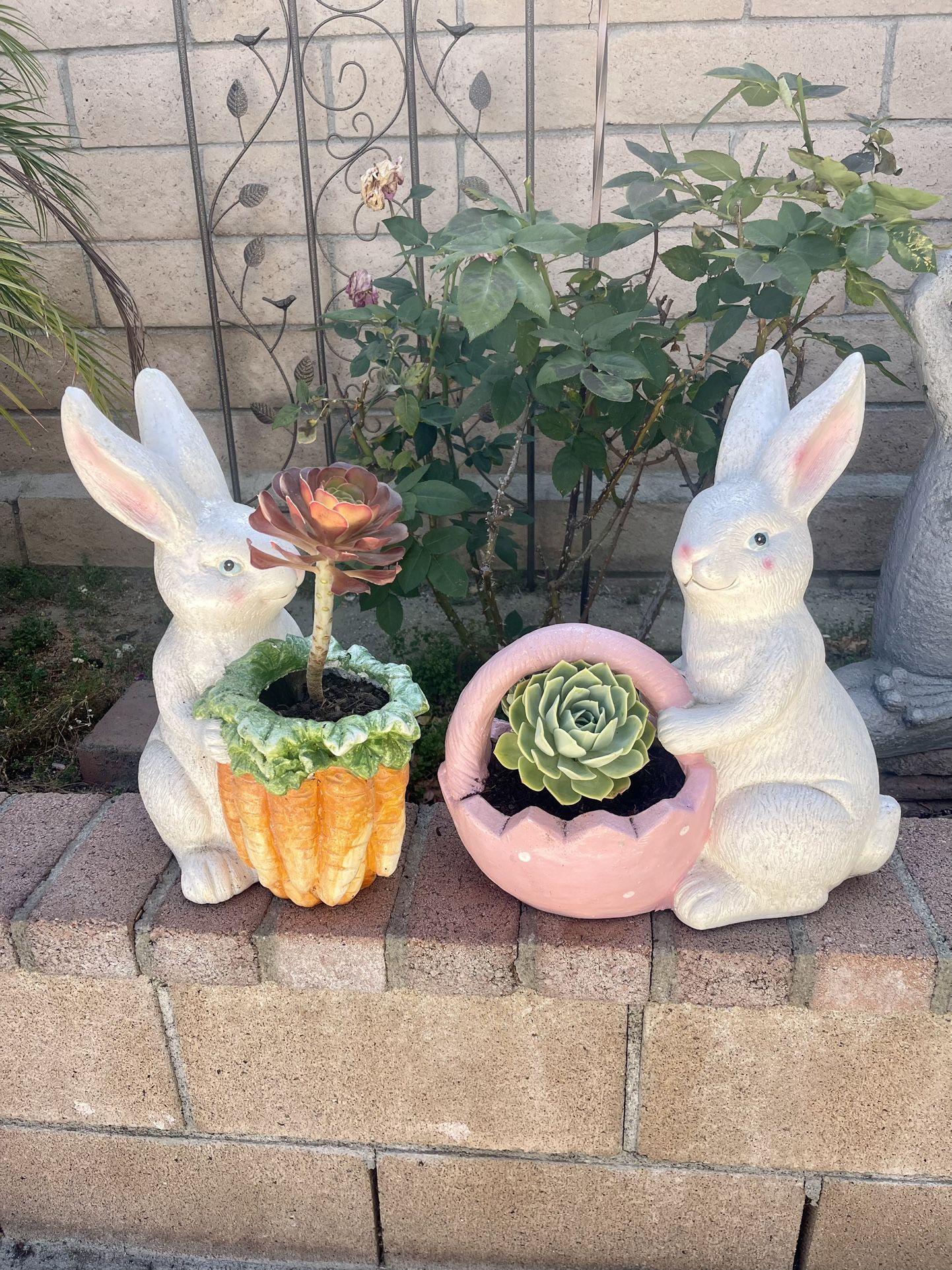 Outdoor Decor Set with Real Succulents