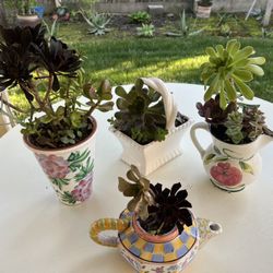 Succulents 