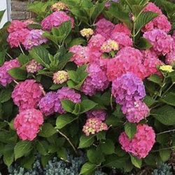 Hydrangea Plant