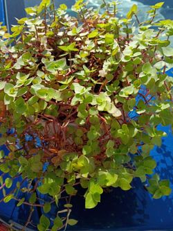 Turtlevine plant