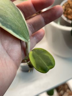Hoya Kerri Sweetheart
