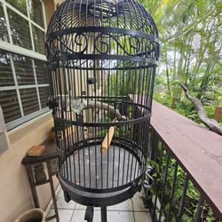 Bird Cage/Jaula
