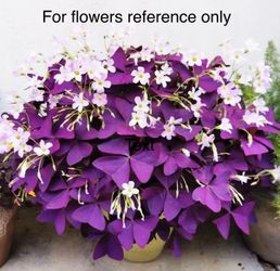 Oxalis Triangularis