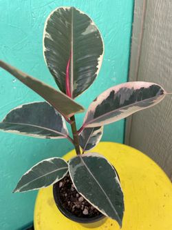 Tineke rubber tree