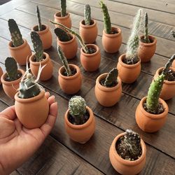 Mini terra-cotta potted cactus