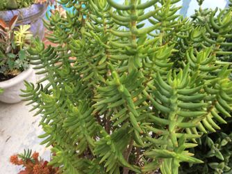 Big beautiful succulent crassula tetragonal , miniature pine tree about 2 ft tall