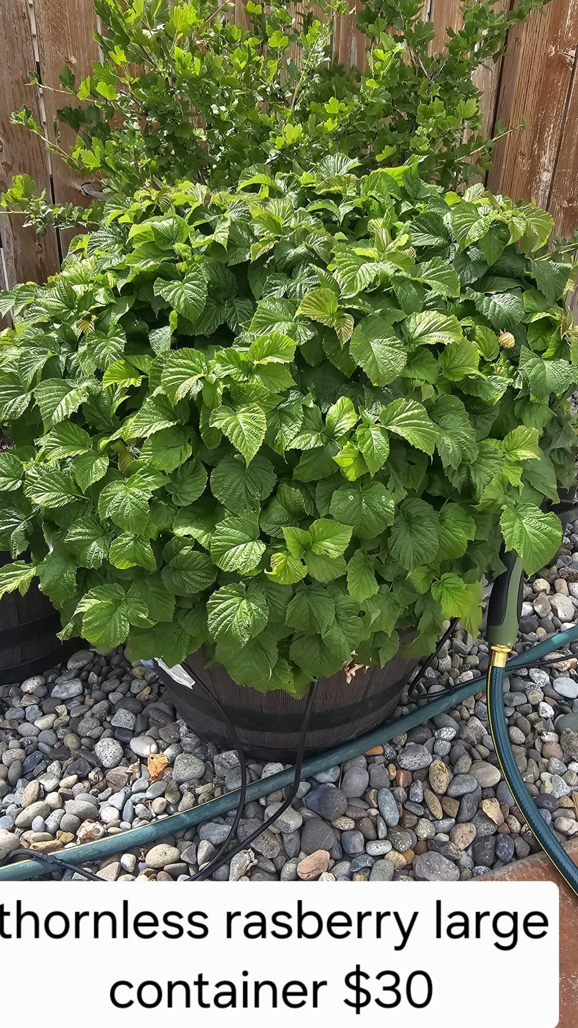 Raspberry Plants