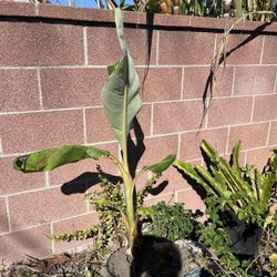 Thai Banana Tree 
