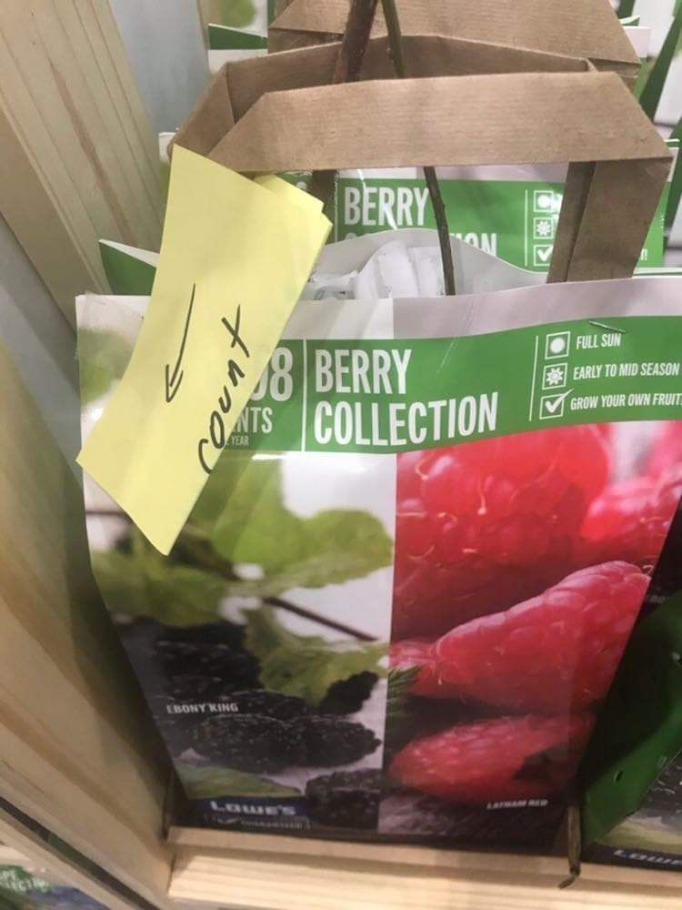 2 X Berry Collection Seedling Plants 1ft Ready To Plant