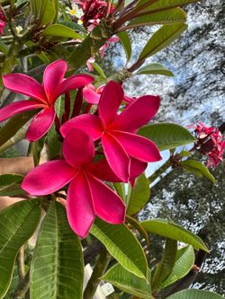 Plumerias’s