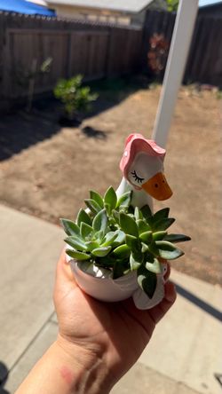 Succulents