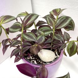 Tradescantia Zebrina Easy To Care House Plant In Cute 3.5"H Ceramic Pot.