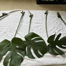 Fenestrated Monstera Mid Cuttings, Partially Rooted
