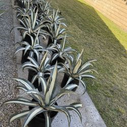 White Stripe Century Plant - Agave Americana 'Mediopicta Alba'