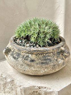 Deuterocohnia Brevifolia (Planter Included) ‘Local LA Seller’