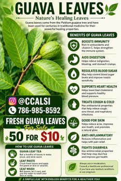 Guava leaves