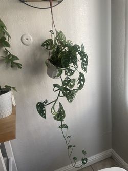 Swiss Cheese Monstera