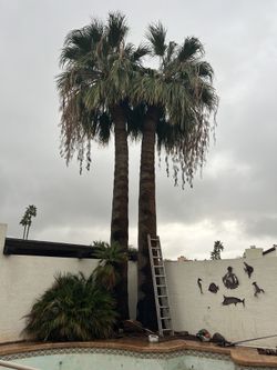 Tree Remover Trees Palms
