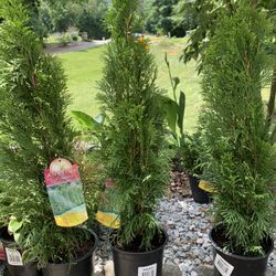 Evergreen Arborvitae 2ft