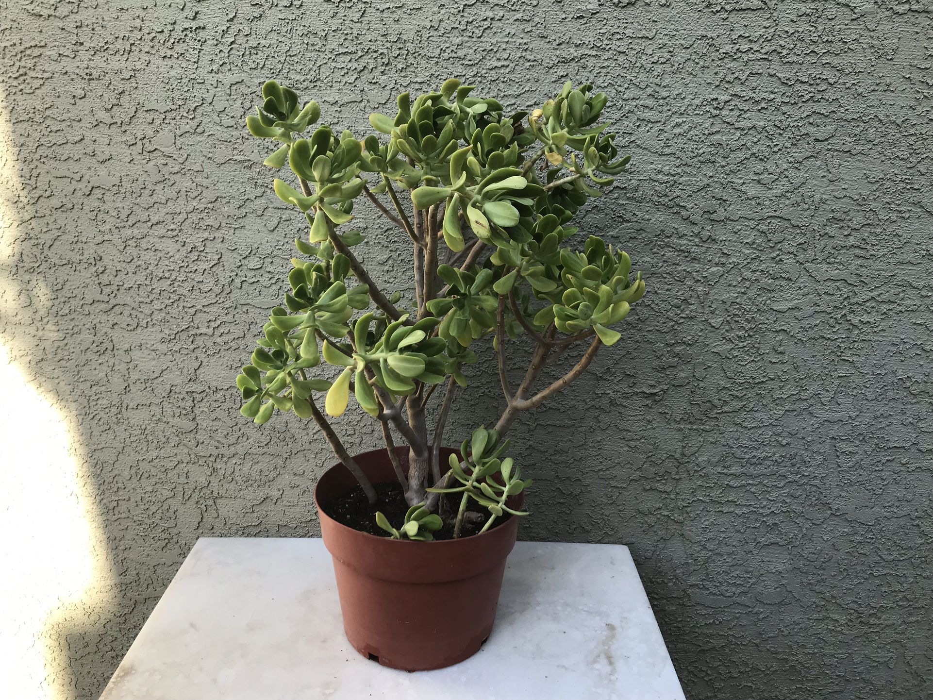 A pot or succulent plant