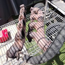 Big Block Chevy 454 Exhaust Manifolds